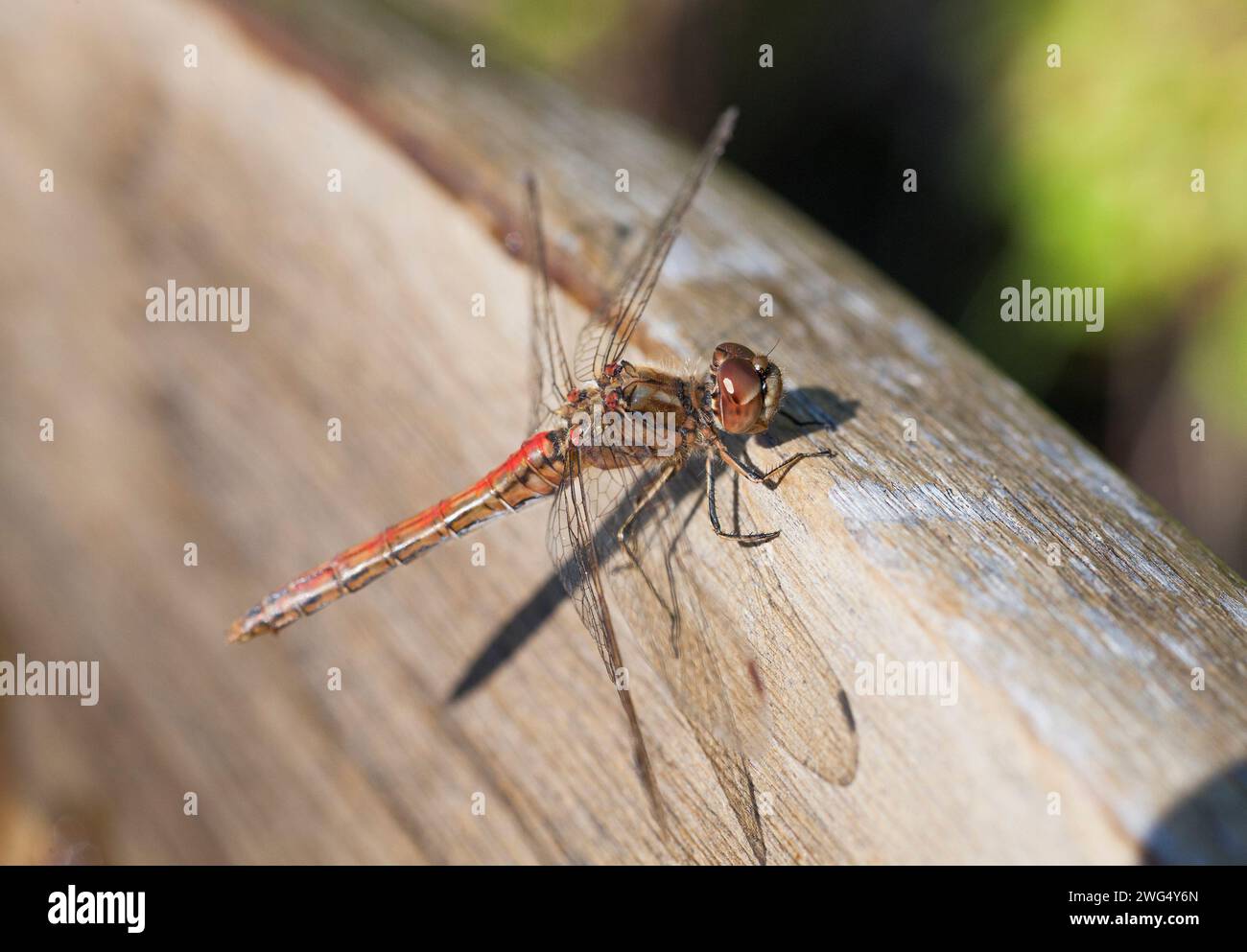COMMON DARTER Sympetrum striolatum dragon fly Stock Photo