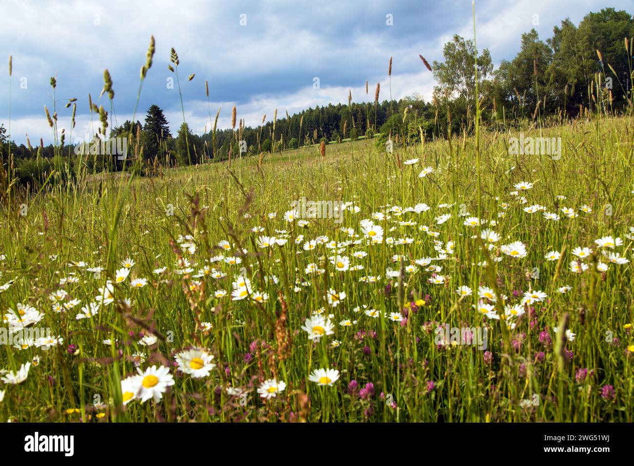 daisy on meadow, common daisy in latin Bellis perennis Stock Photo