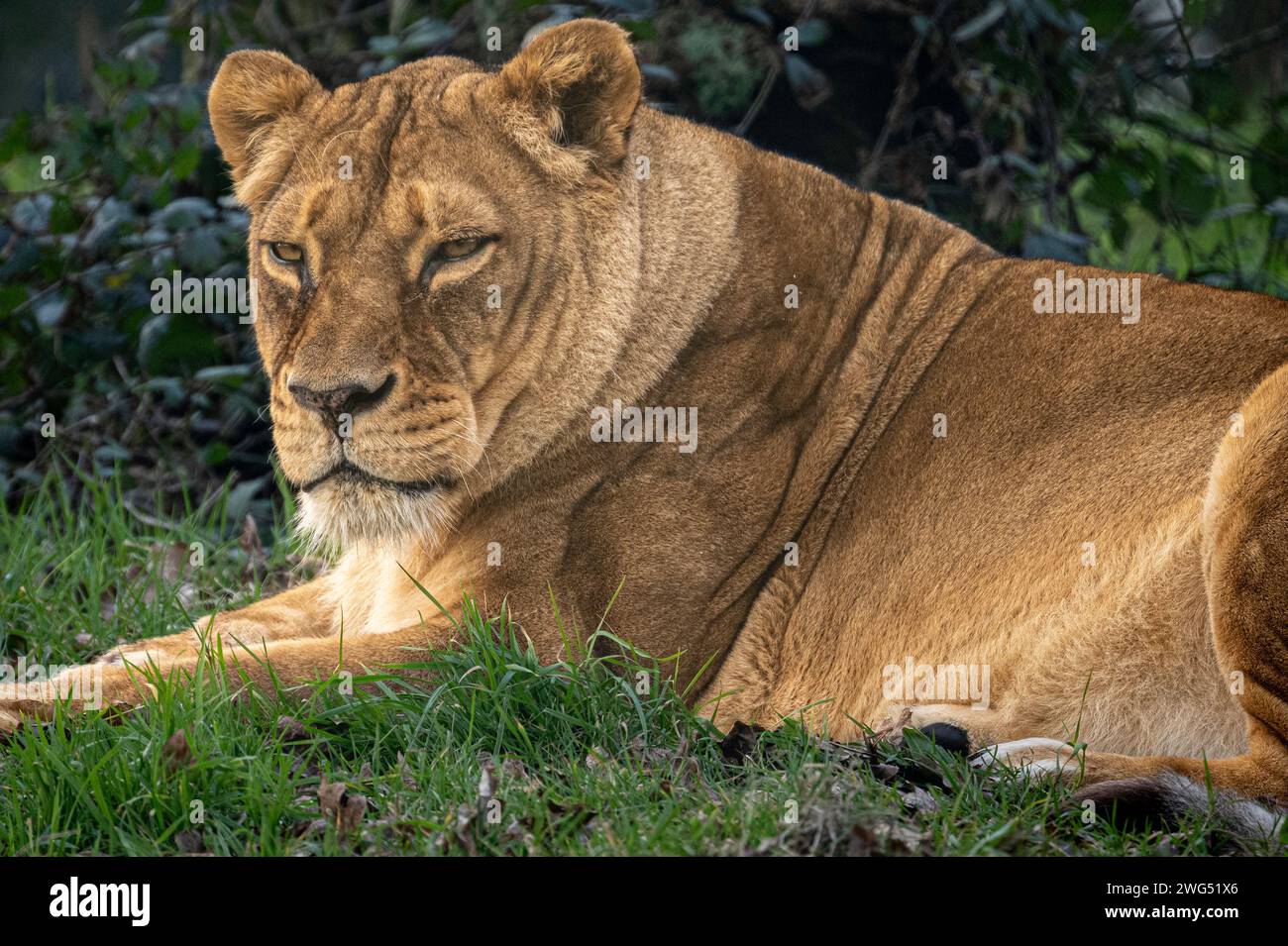 Captive Lion lying down. Stock Photo