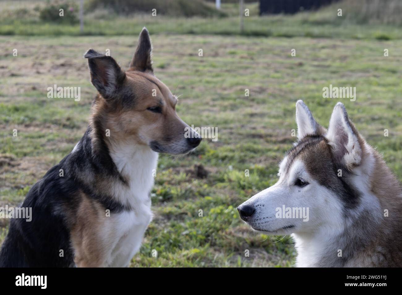 Two Dogs Stock Photo