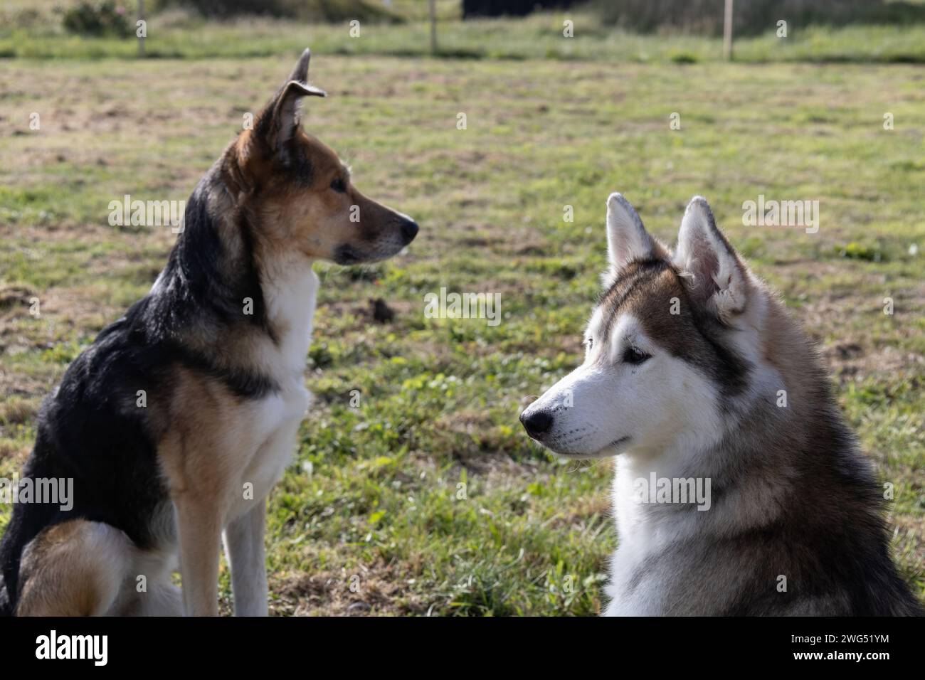 Two Dogs Stock Photo