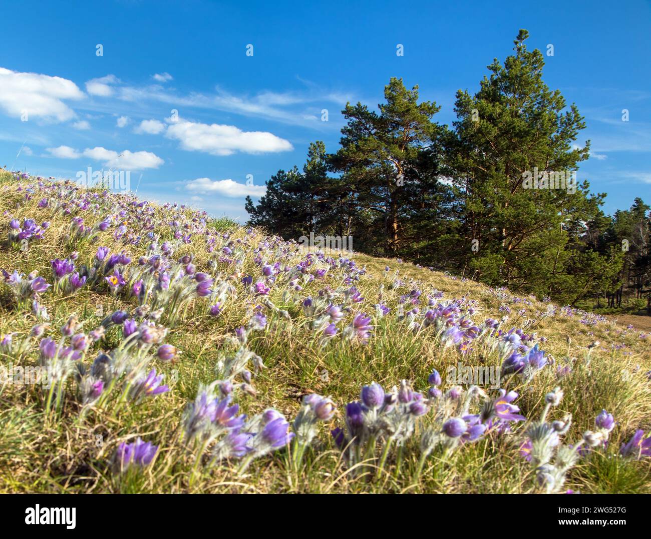 meadow full of greater pasqueflowers in latin pulsatilla grandis and pine trees Stock Photo
