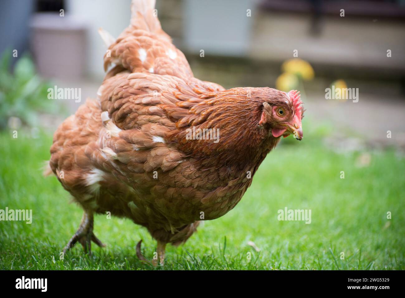 A pet chicken starting to run in a garden Stock Photo
