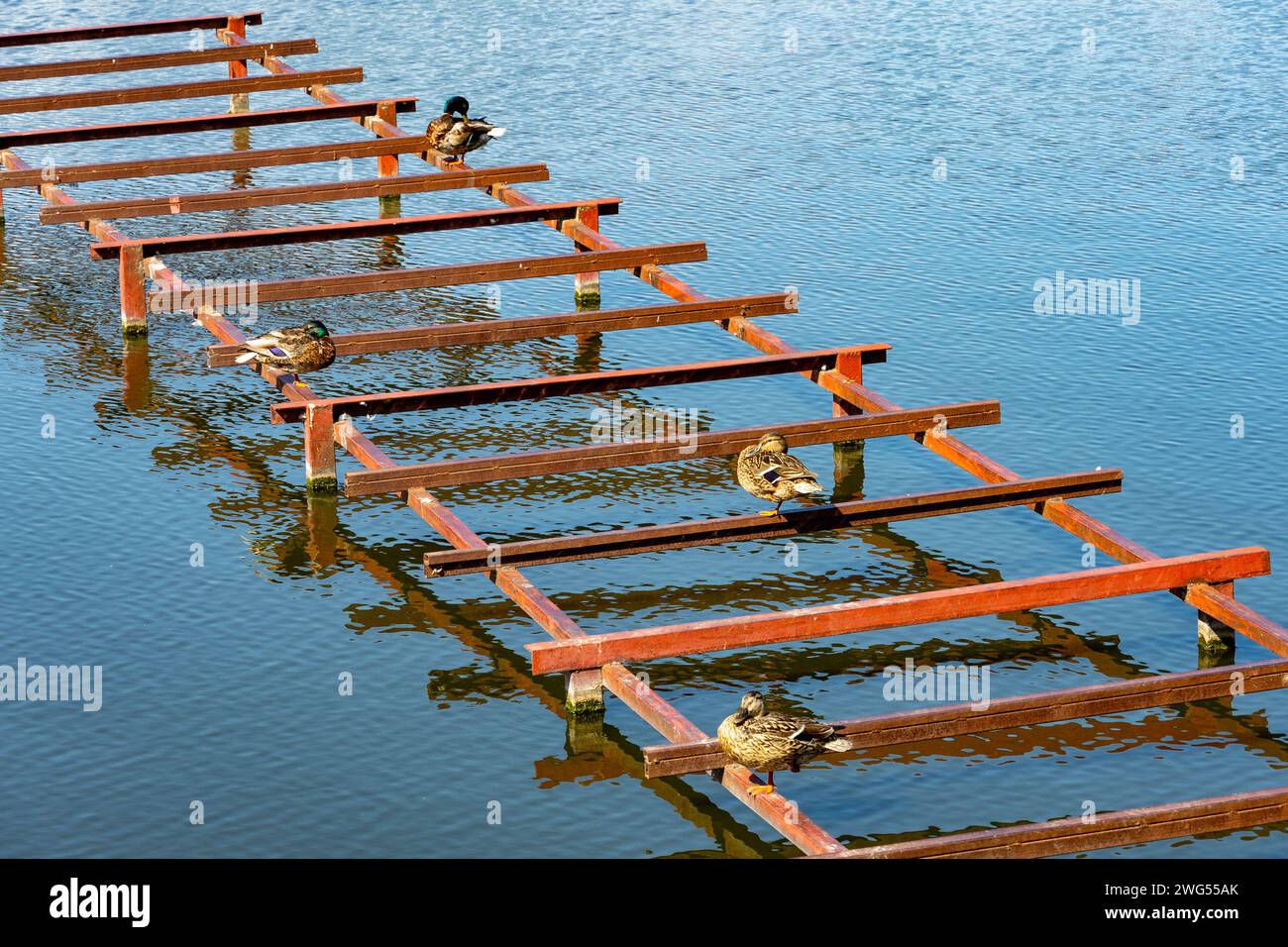 Wild ducks sit on a metal structure on a lake. Stock Photo