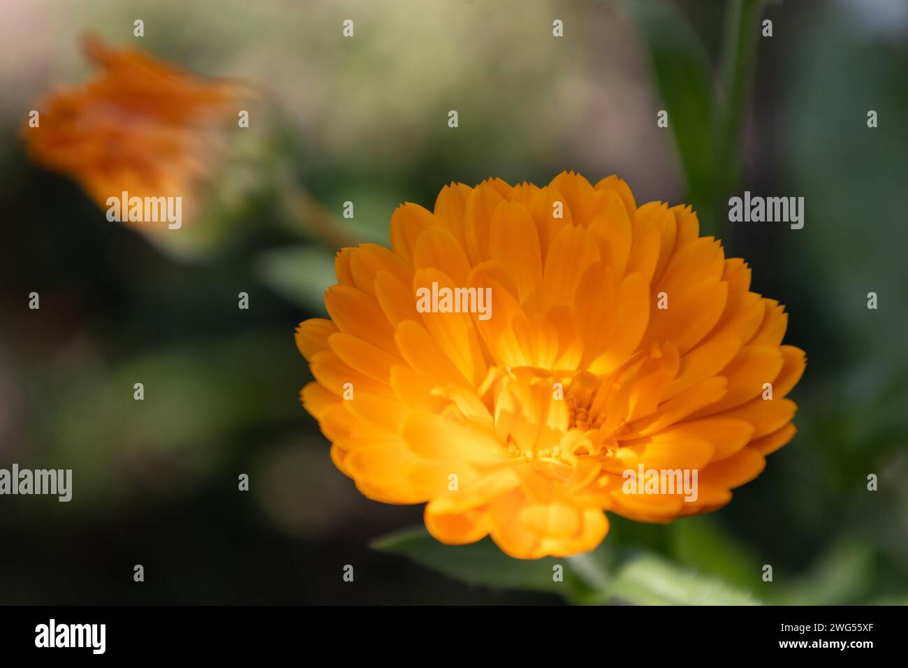 Common Marigold Stock Photo