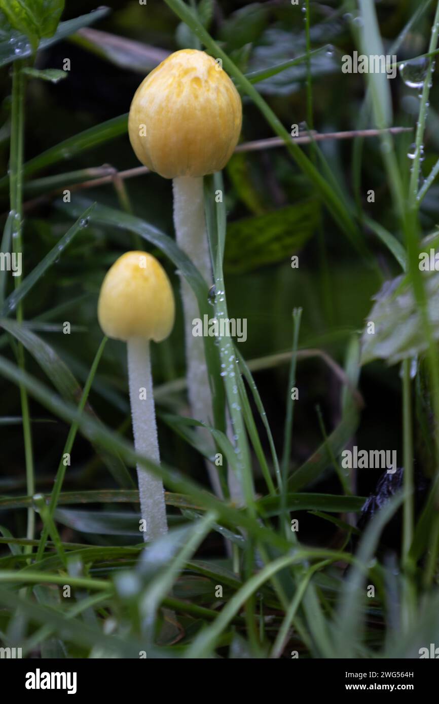 Little Mushrooms Stock Photo