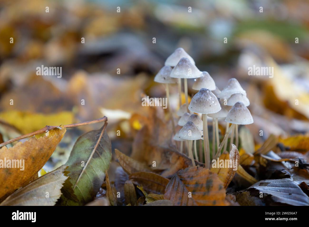 Little Mushrooms Stock Photo