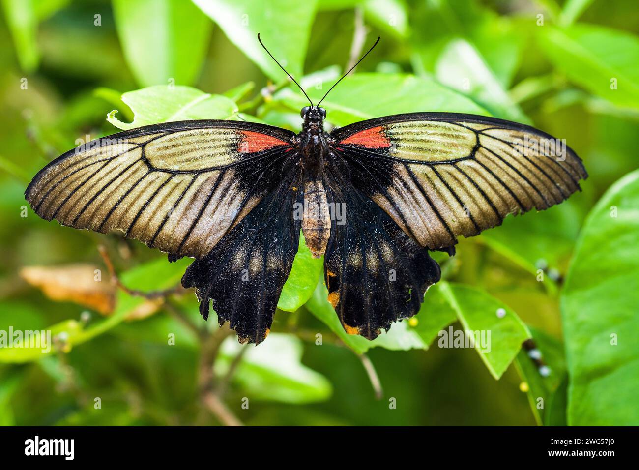 Papillon tropical Papilio lowi sur une feuille Stock Photo