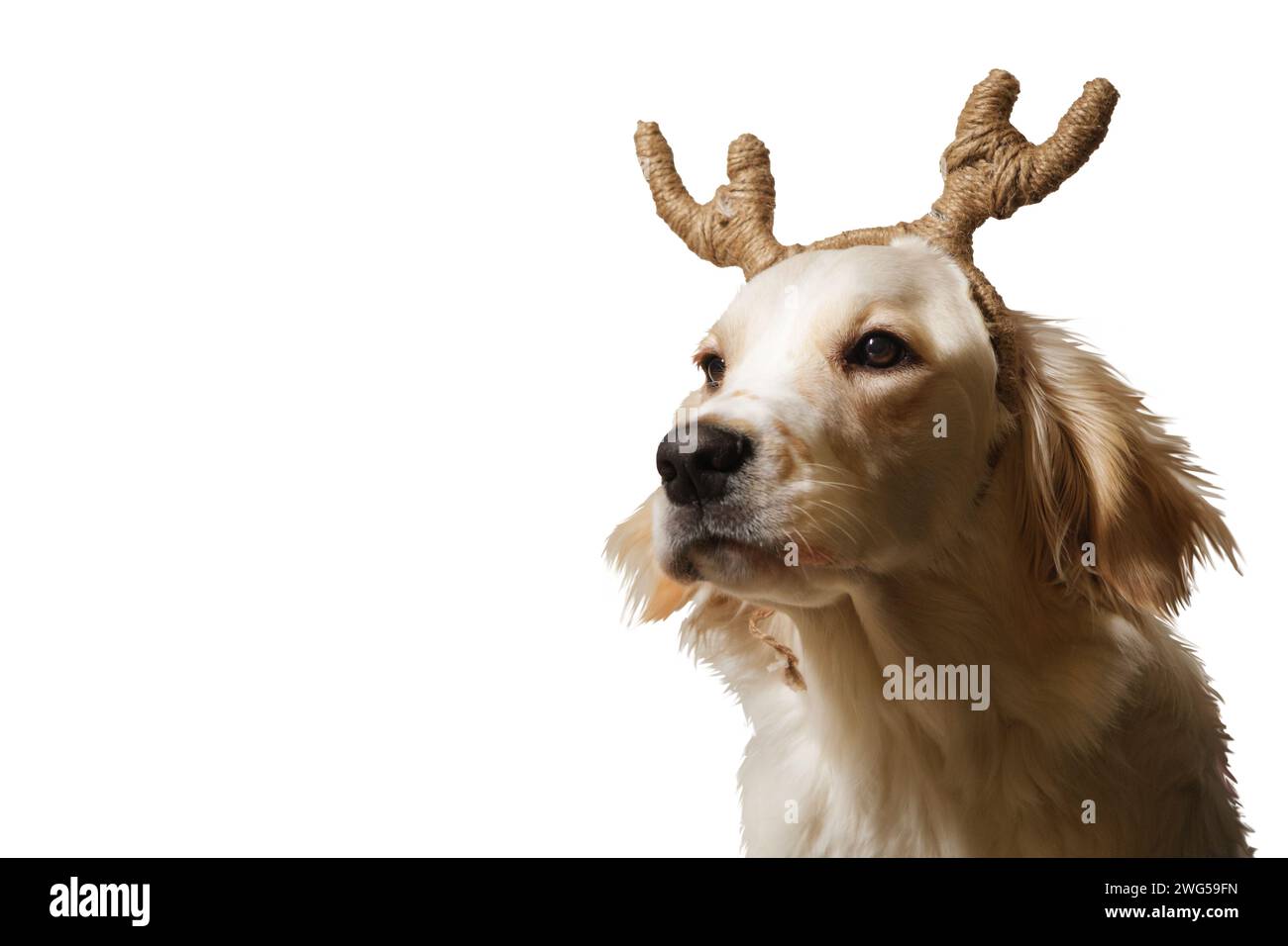 A female Golden Retriever adorned with handcrafted decorative reindeer antlers against a white backdrop Stock Photo