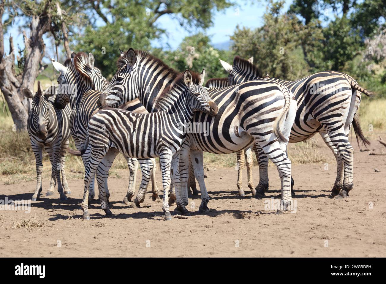 Steppenzebra / Burchell's zebra / Equus quagga burchellii Stock Photo ...