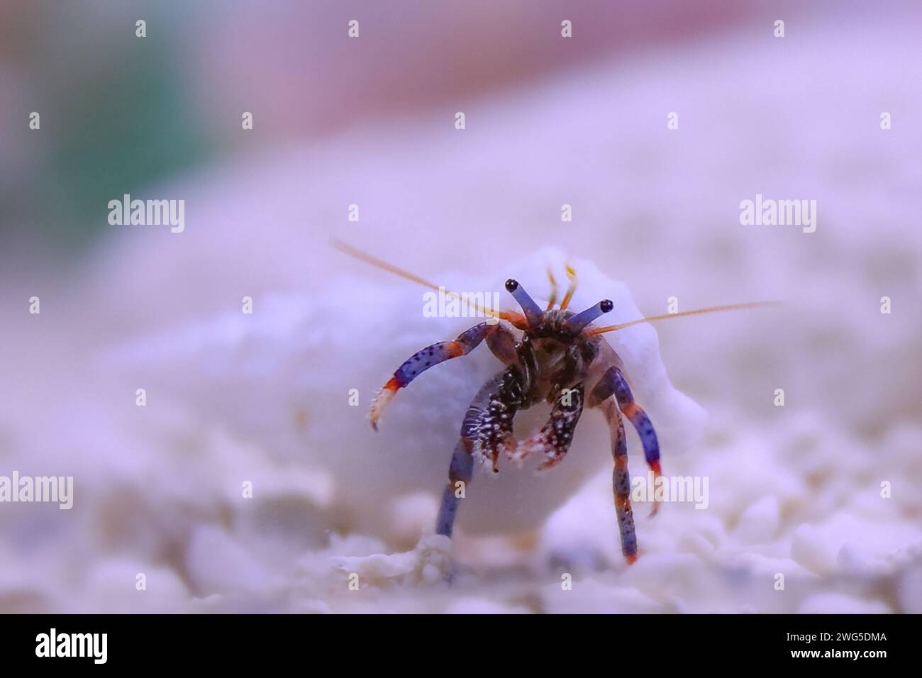 Blue legged hermit crab hi-res stock photography and images - Alamy