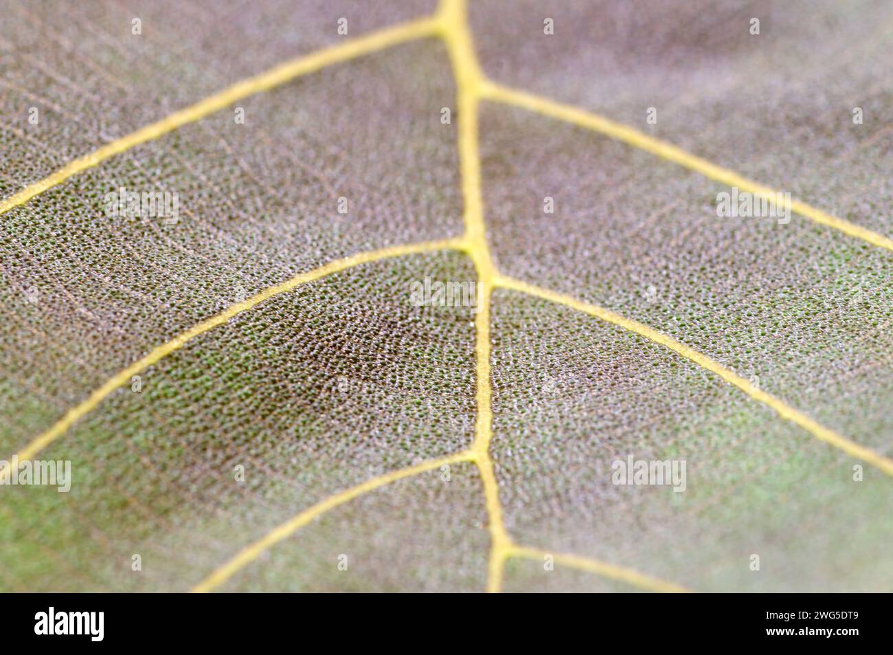 Beautiful young leaves of the teak plant, young leaves background. Macro photography. Stock Photo