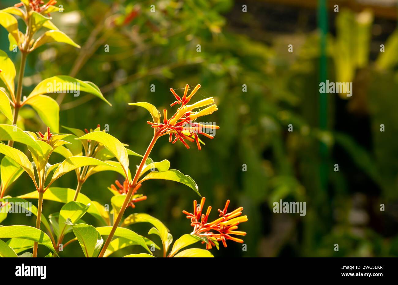 Close up of orange Hamelia papilloma flowers in the garden. Stock Photo