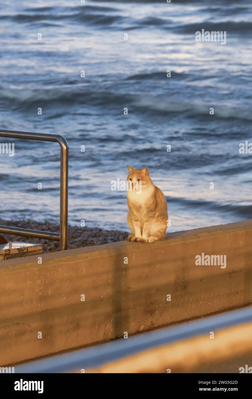 beautiful red cat against the backdrop of the sea at sunset Stock Photo