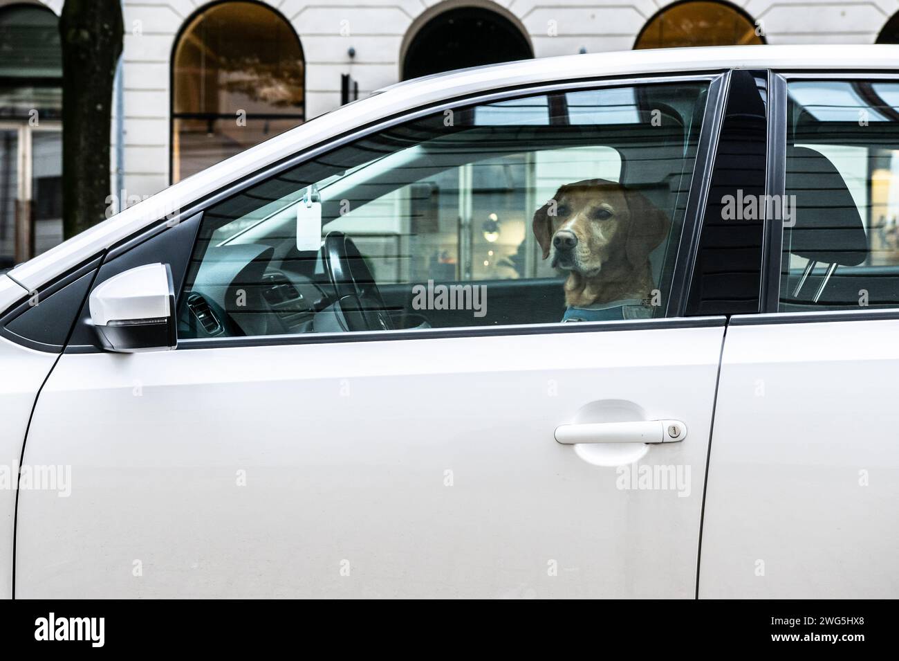 Dog driver waiting in a car for the next passenger Stock Photo