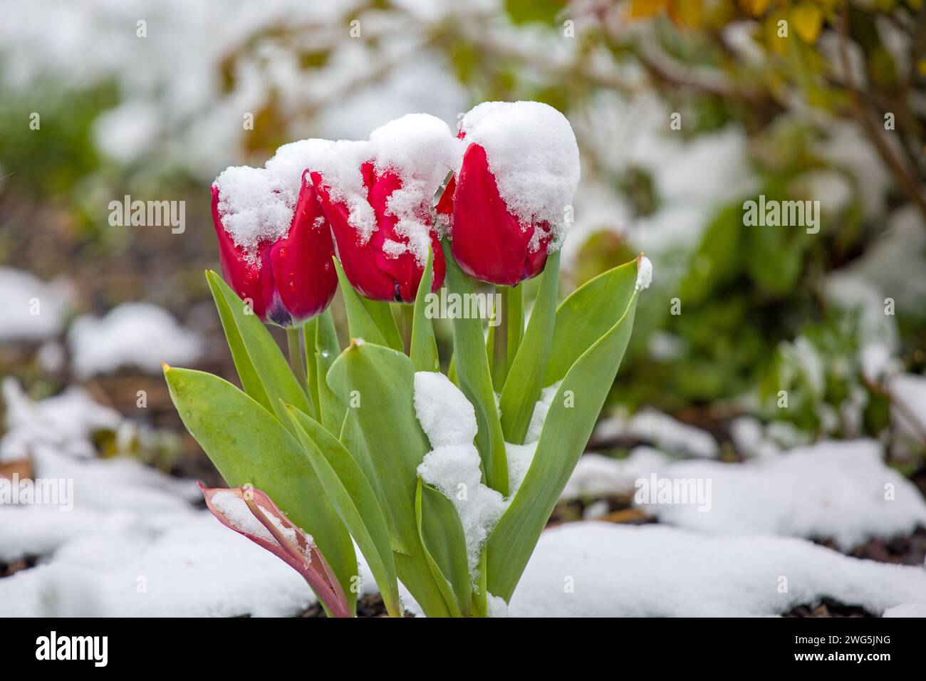 Beautiful snow covered garden hi-res stock photography and images - Alamy