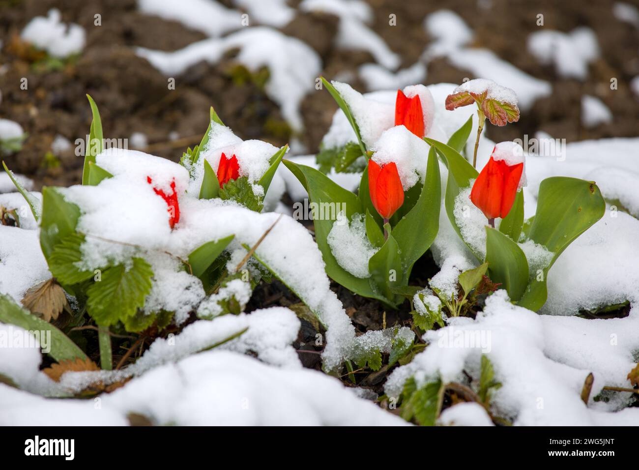 Beautiful snow covered garden hi-res stock photography and images - Alamy