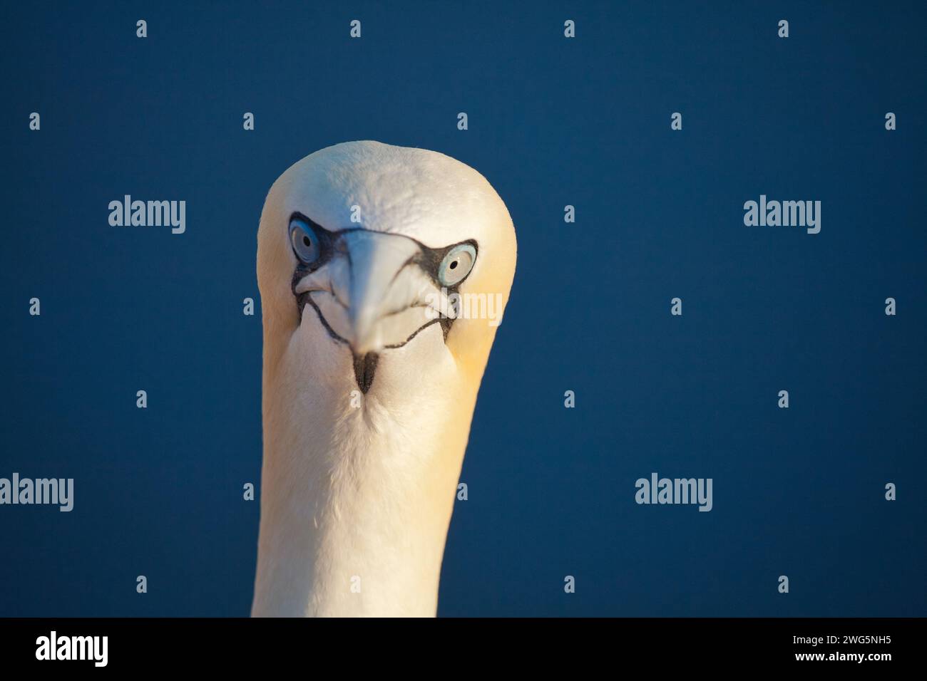 portrait of a gannet looking to the camera with evening sunlight Stock Photo