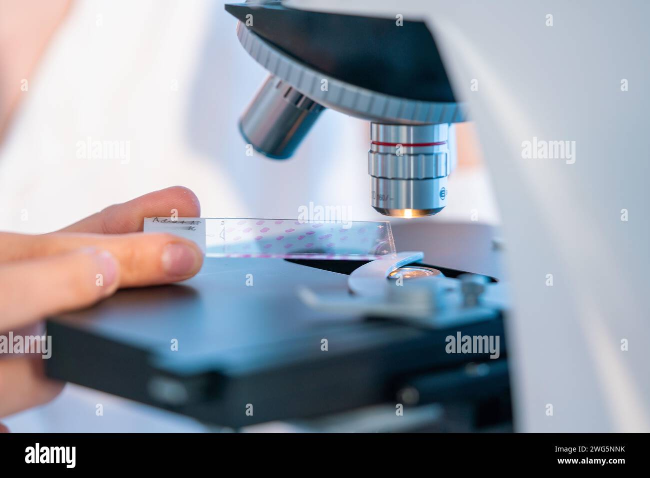 Microorganism study: Microscopes are used to investigate bacteria, viruses, fungi, and other microorganisms. Stock Photo