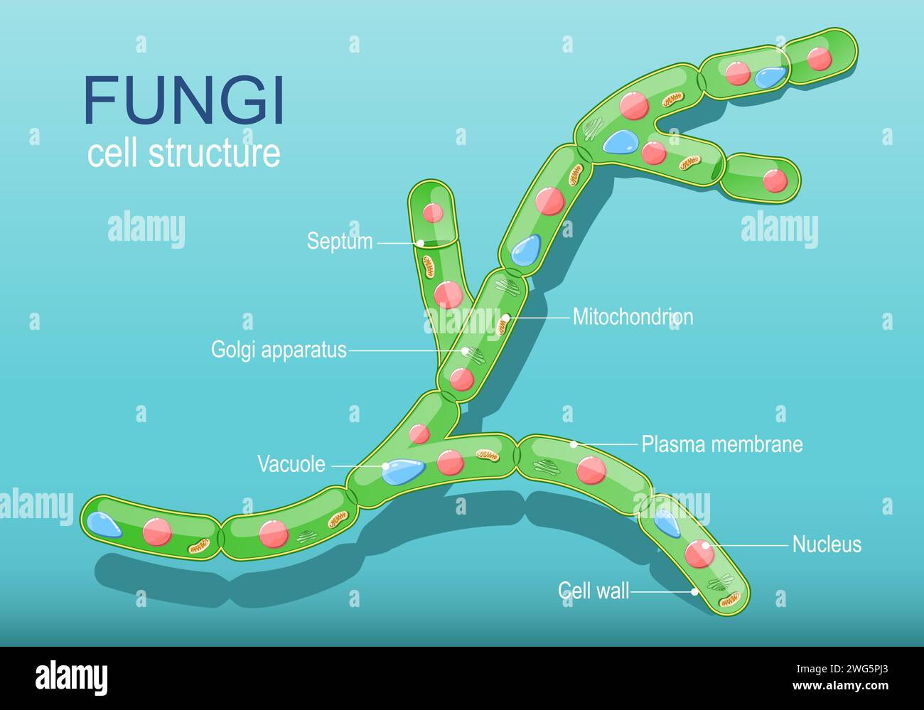Anatomy of typical fungi cell. Fungal Hyphae and Cell Structure. Vector diagram Stock Vector