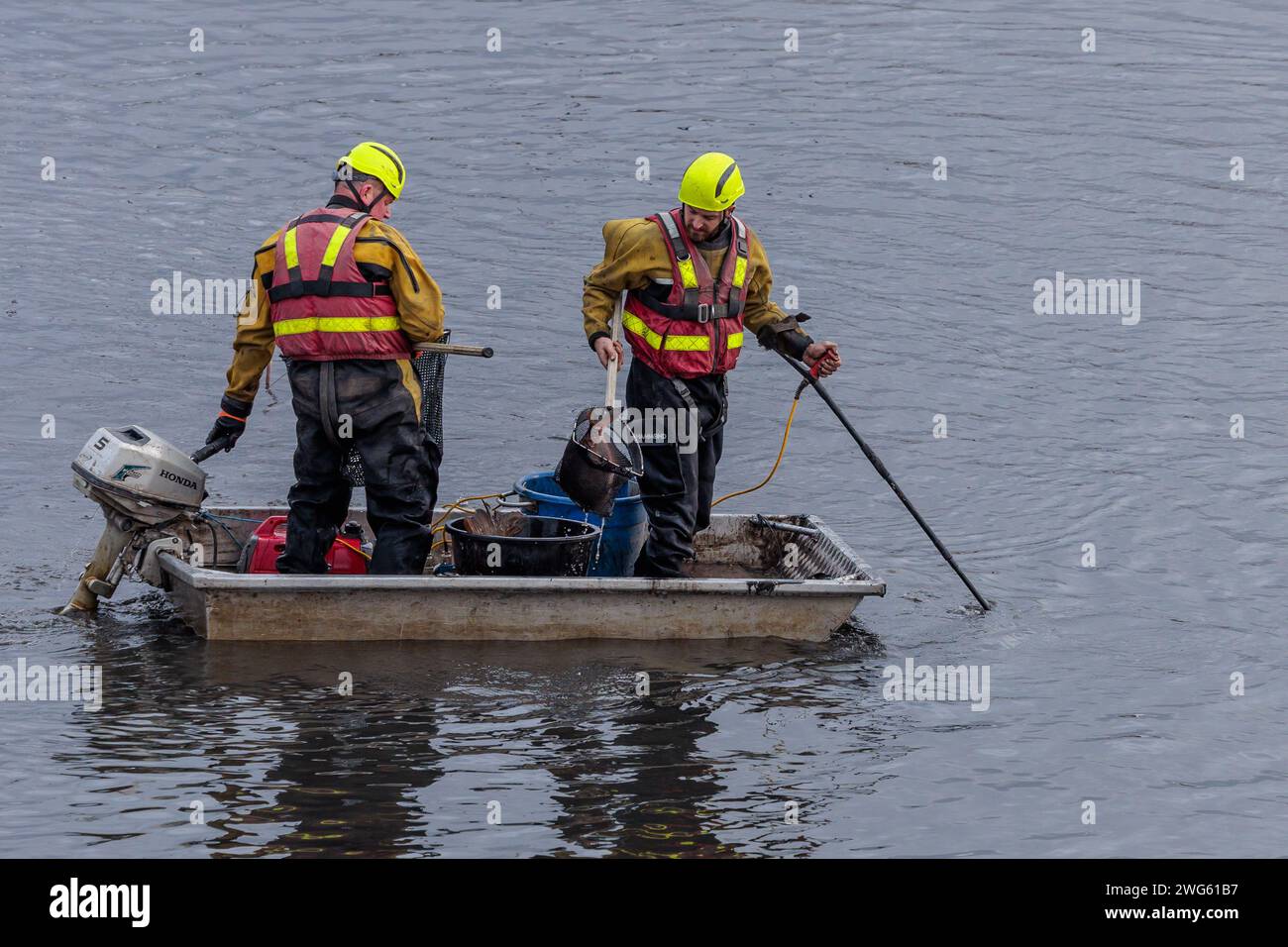 Mem Fish Rescue Brent Reservoir (The Welsh Harp), UK. 2nd Feb, 2024. Canal & River ...