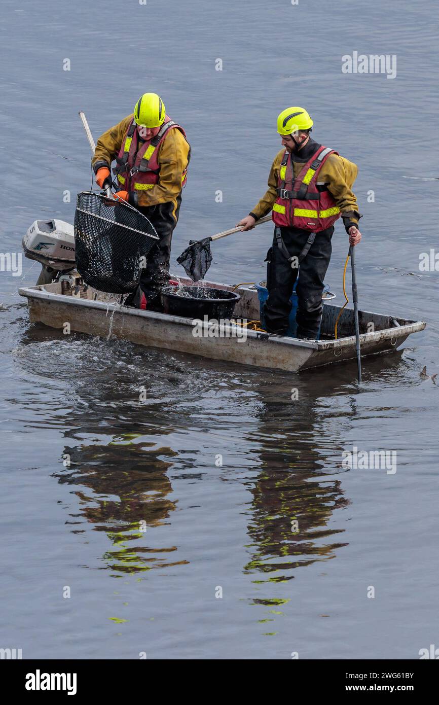 Mem Fish Rescue Brent Reservoir (The Welsh Harp), UK. 2nd Feb, 2024. Canal & River ...