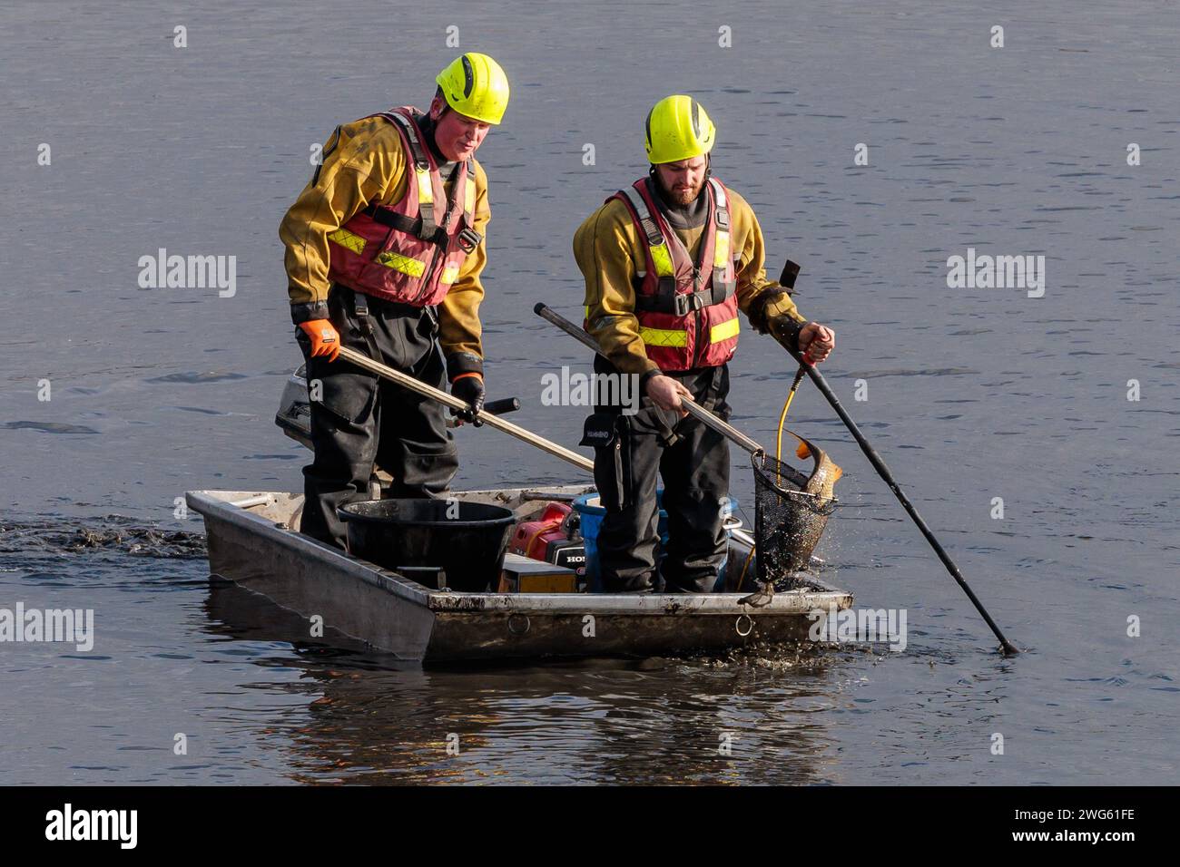 Mem Fish Rescue Brent Reservoir (The Welsh Harp), UK. 2nd Feb, 2024. Canal & River ...