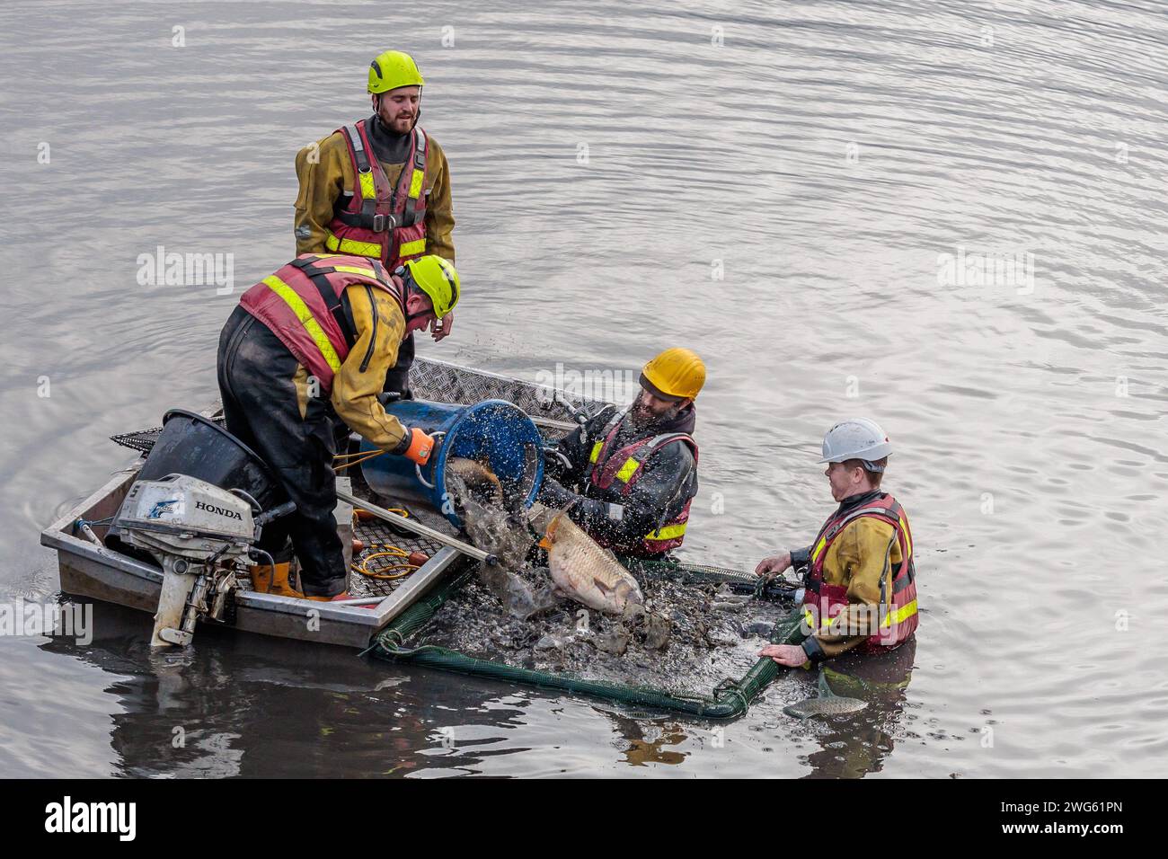 Mem Fish Rescue Brent Reservoir (The Welsh Harp), UK. 2nd Feb, 2024. Canal & River ...