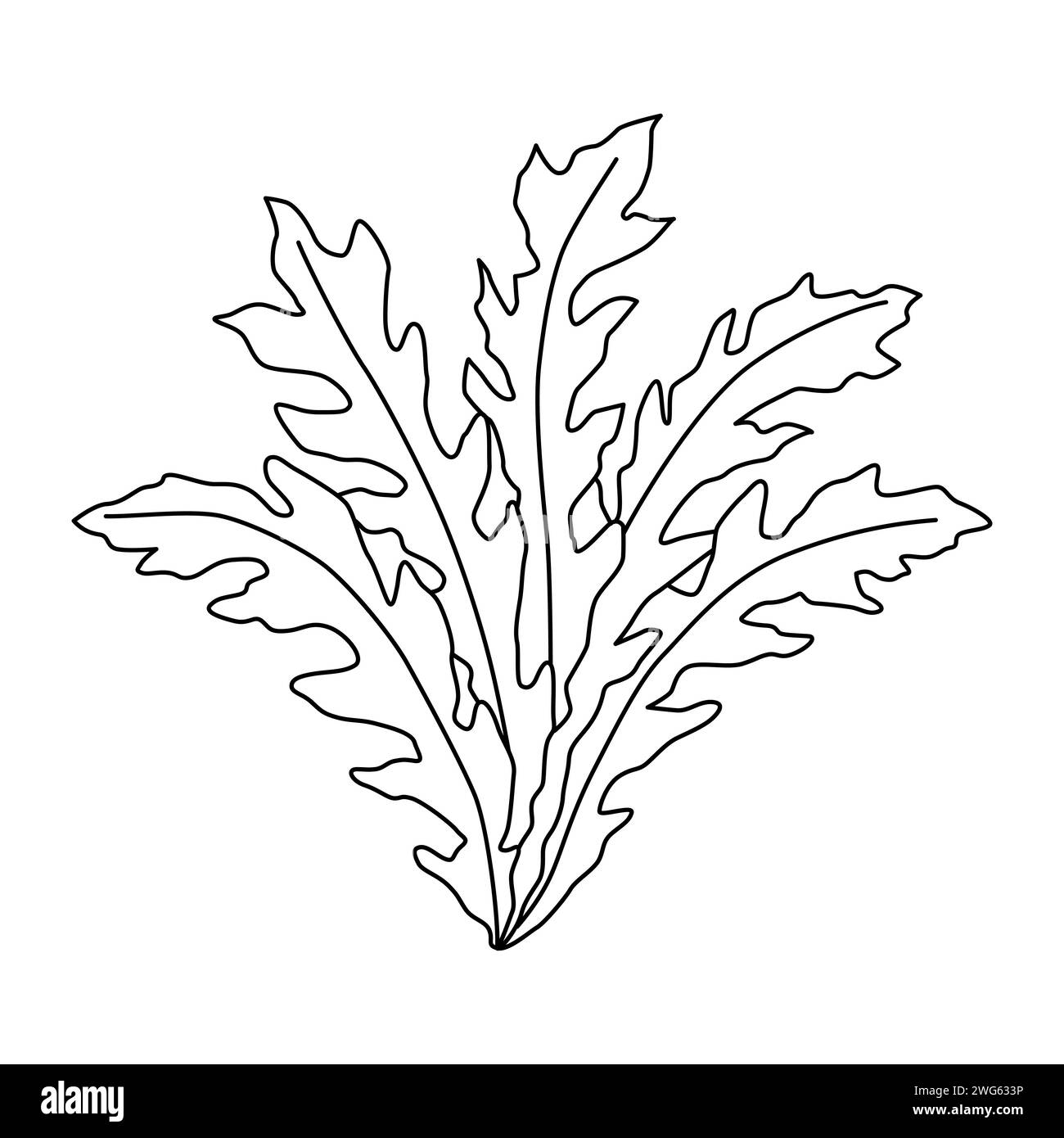 Arugula isolated on white background. Black and white vector illustration Stock Vector