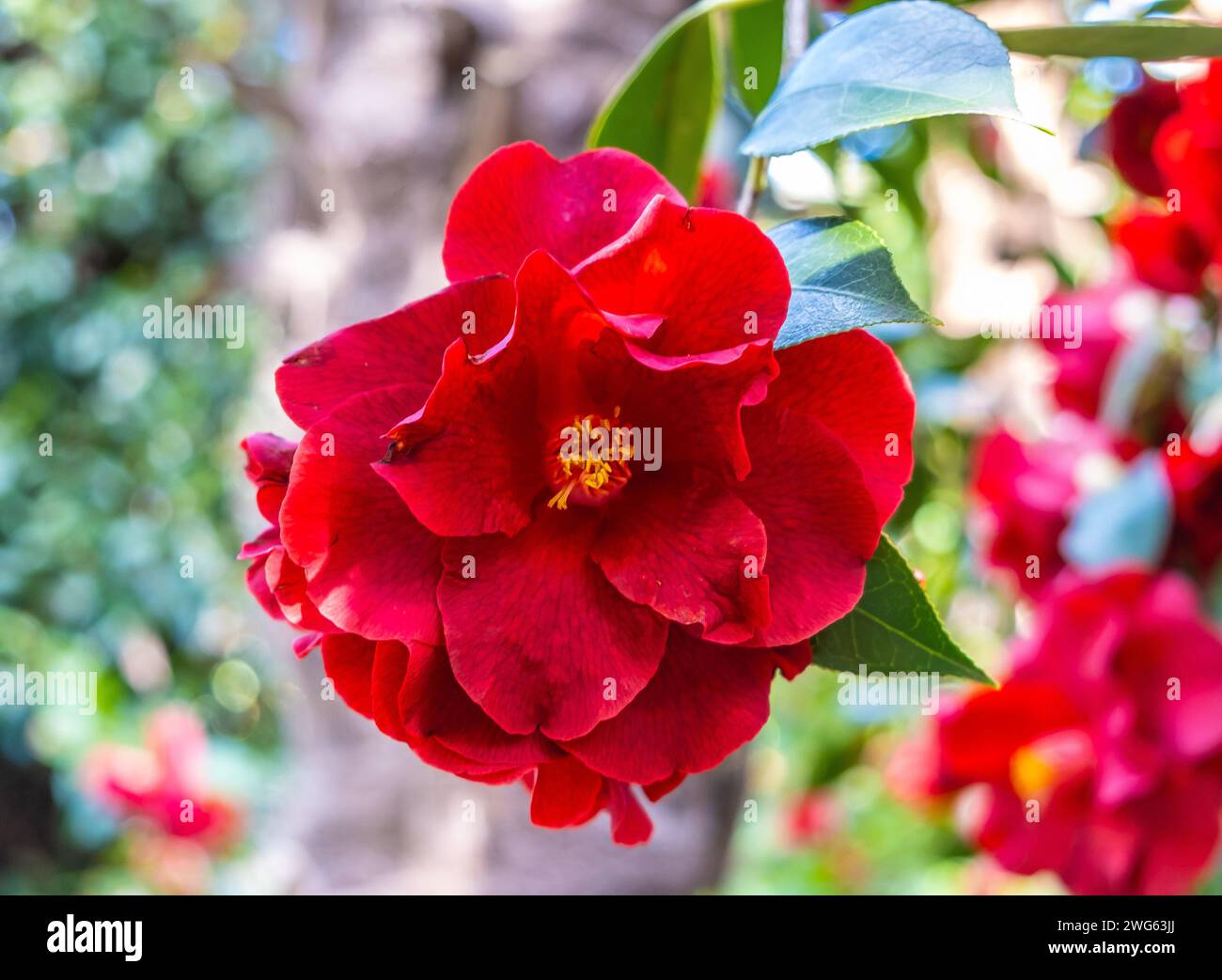 Camellia japonica Royal Velvet. Flower of Camellia. Evergreen shurb ...