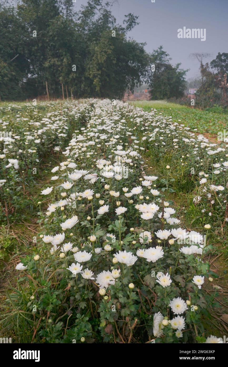 Vast field of budding white Chrysanthemums, Chandramalika, Chandramallika, mums , chrysanths, genus Chrysanthemum, family Asteraceae. Winter morning. Stock Photo