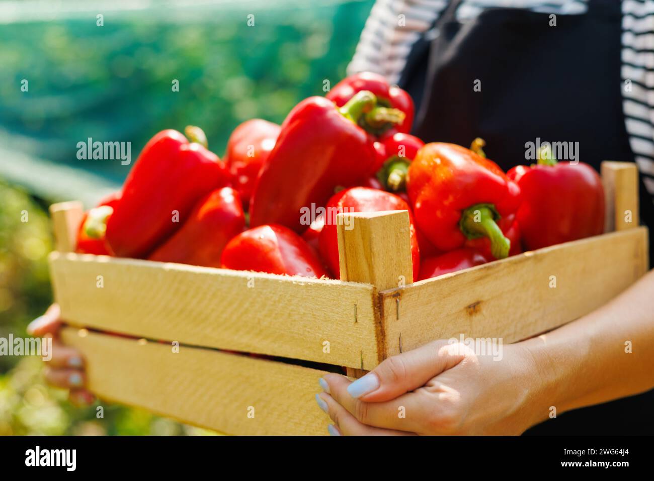 Fresh Harvest of Red Bell Peppers in Wooden Crate Stock Photo - Alamy