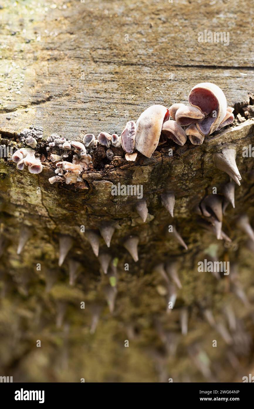 Fungus growing on the stump of a silk floss tree. Stock Photo