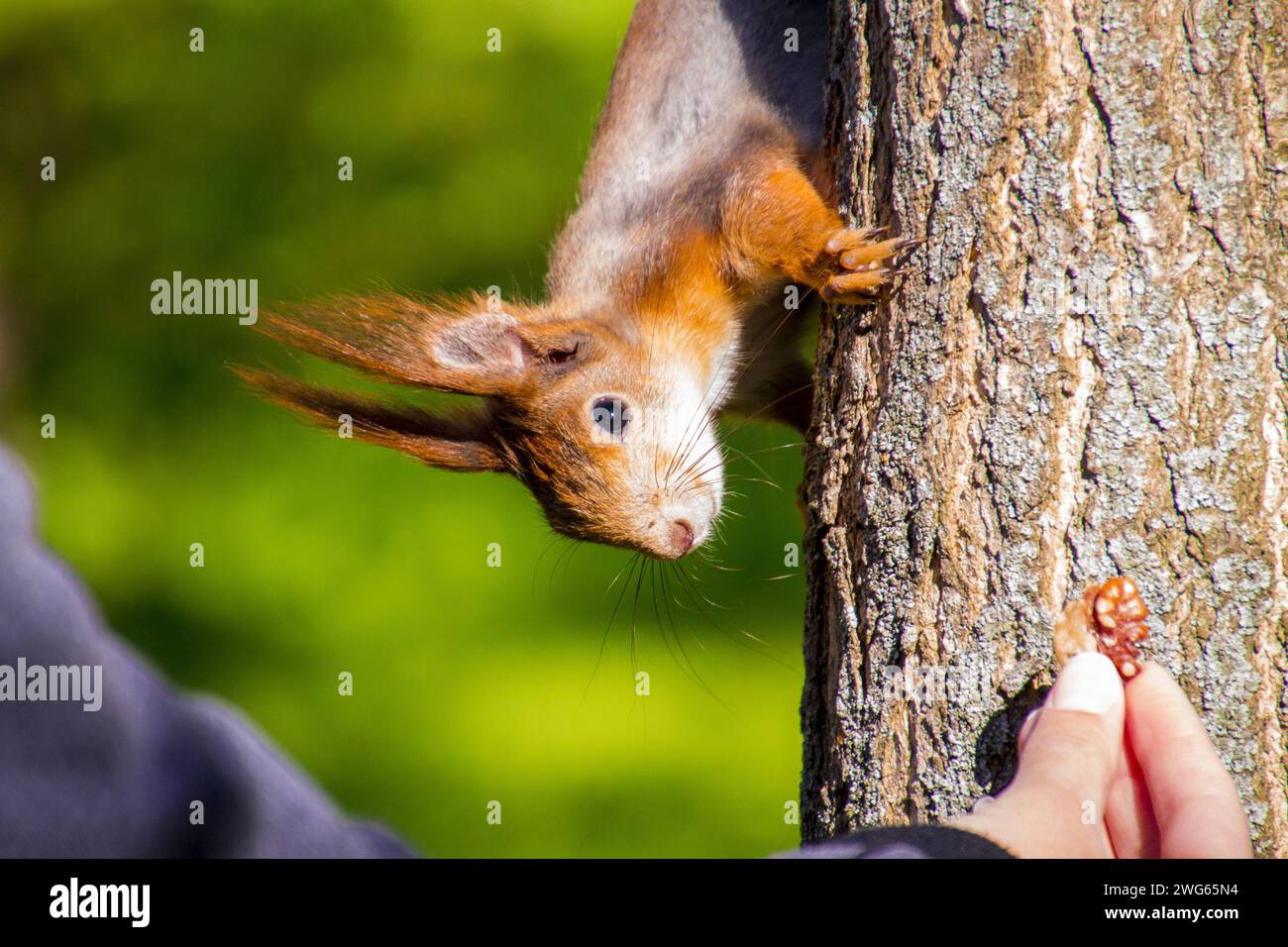 Red Squirrel on a tree peeks and eats nuts from a woman's hand, natural blurry green background, daylight, close animal portrait Stock Photo