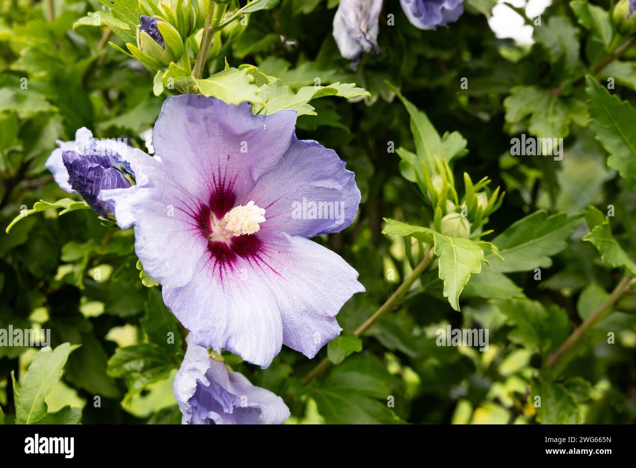 Hibiscus syriacus in park hi-res stock photography and images - Alamy
