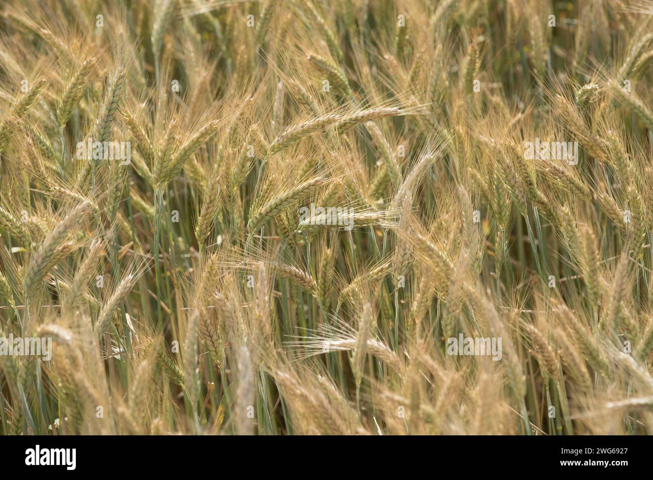 Wheat field in agriculture, growing cereal crops for food production a wheat field in agriculture Stock Photo