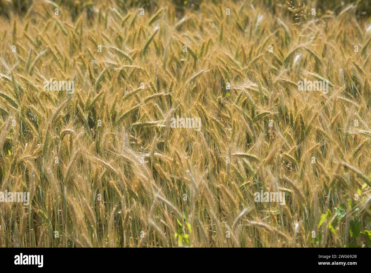Wheat field in agriculture, growing cereal crops for food production a wheat field in agriculture Stock Photo