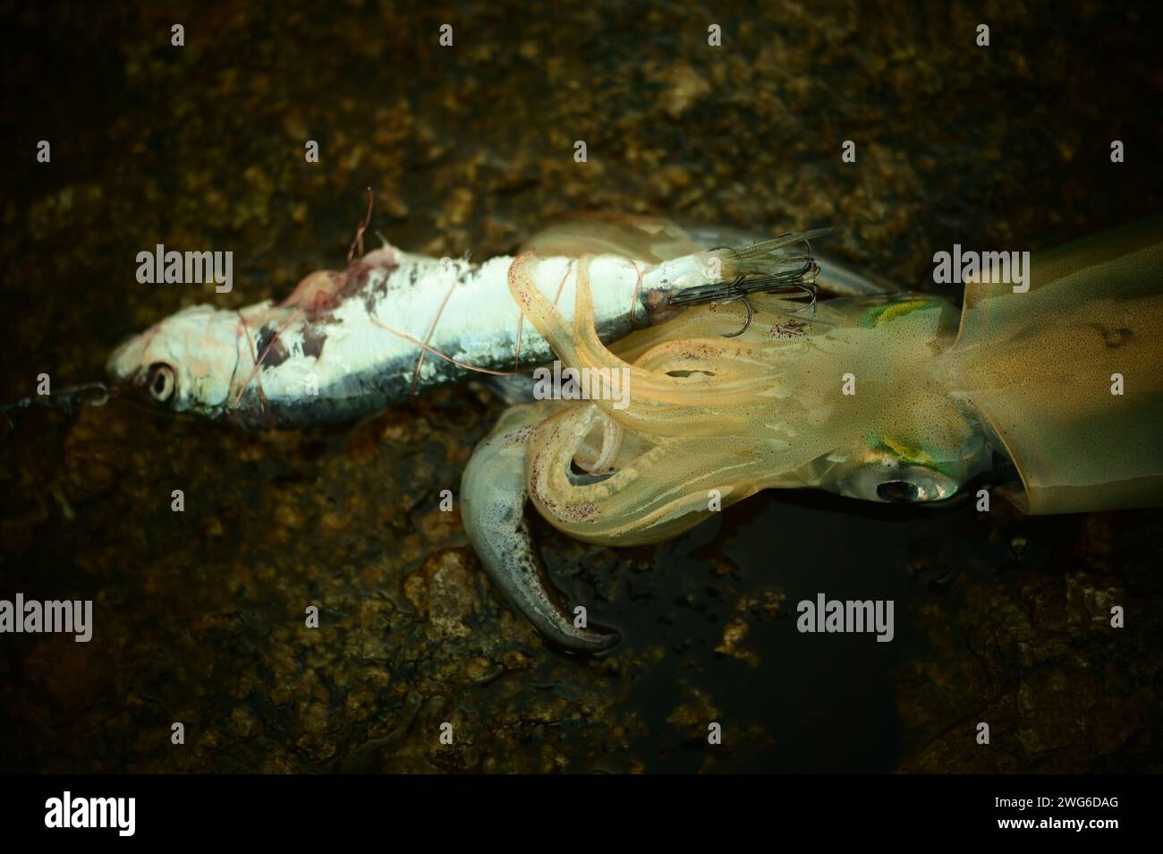 European squid or common squid (Loligo vulgaris) caught by spin fishing with frozen anchovies (Engraulis encrasicolus), Greece, North Aegean region Stock Photo