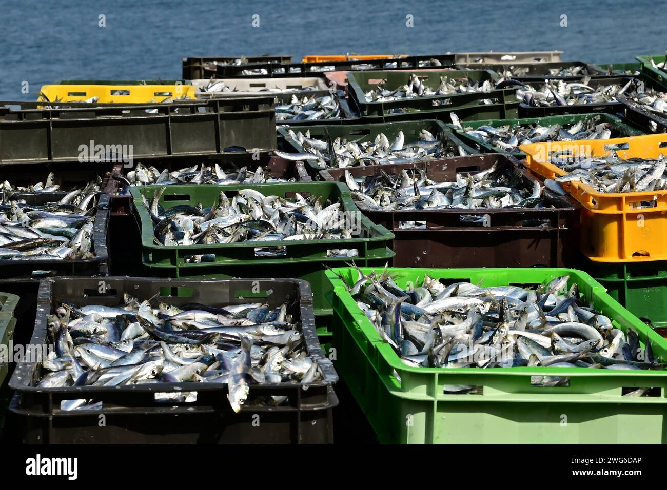 Overfishing, masses of freshly caught European anchovies (Engraulis encrasicolus) in fish crates before unloading, horizontal image, Croatia, Pula Stock Photo