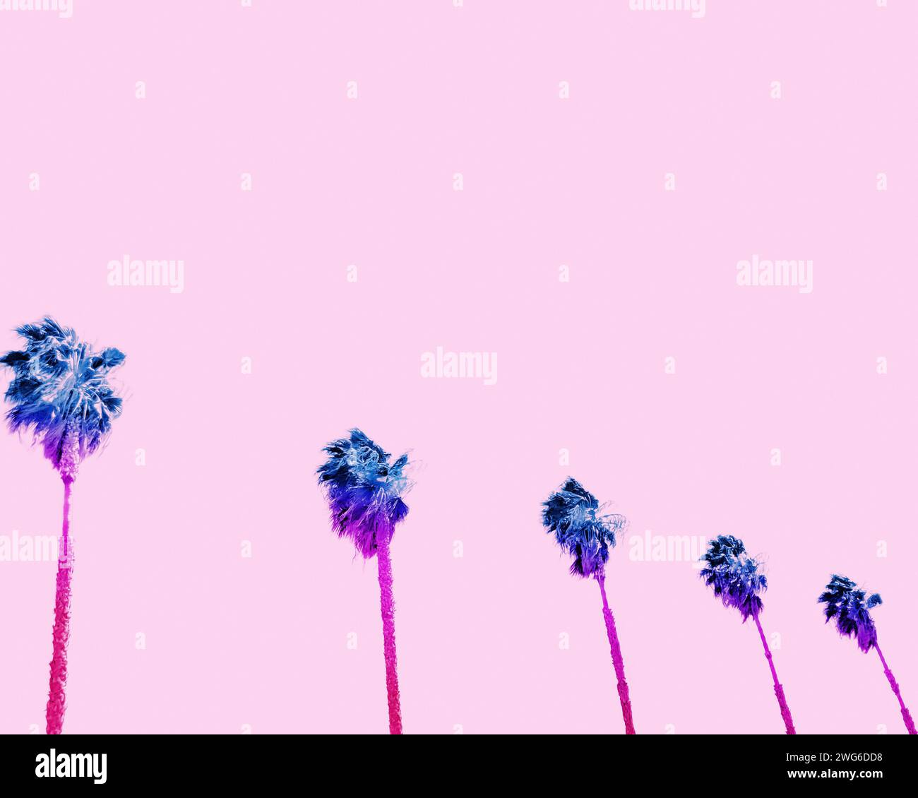Row of palm trees with a pink sky in Southern California Stock Photo