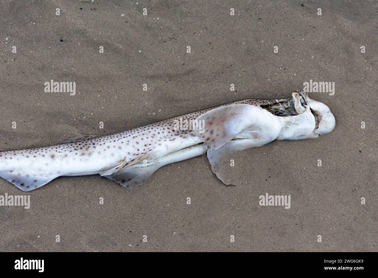 Dead dog fish washed up on the sand in Worthing, West Sussex, UK Stock Photo