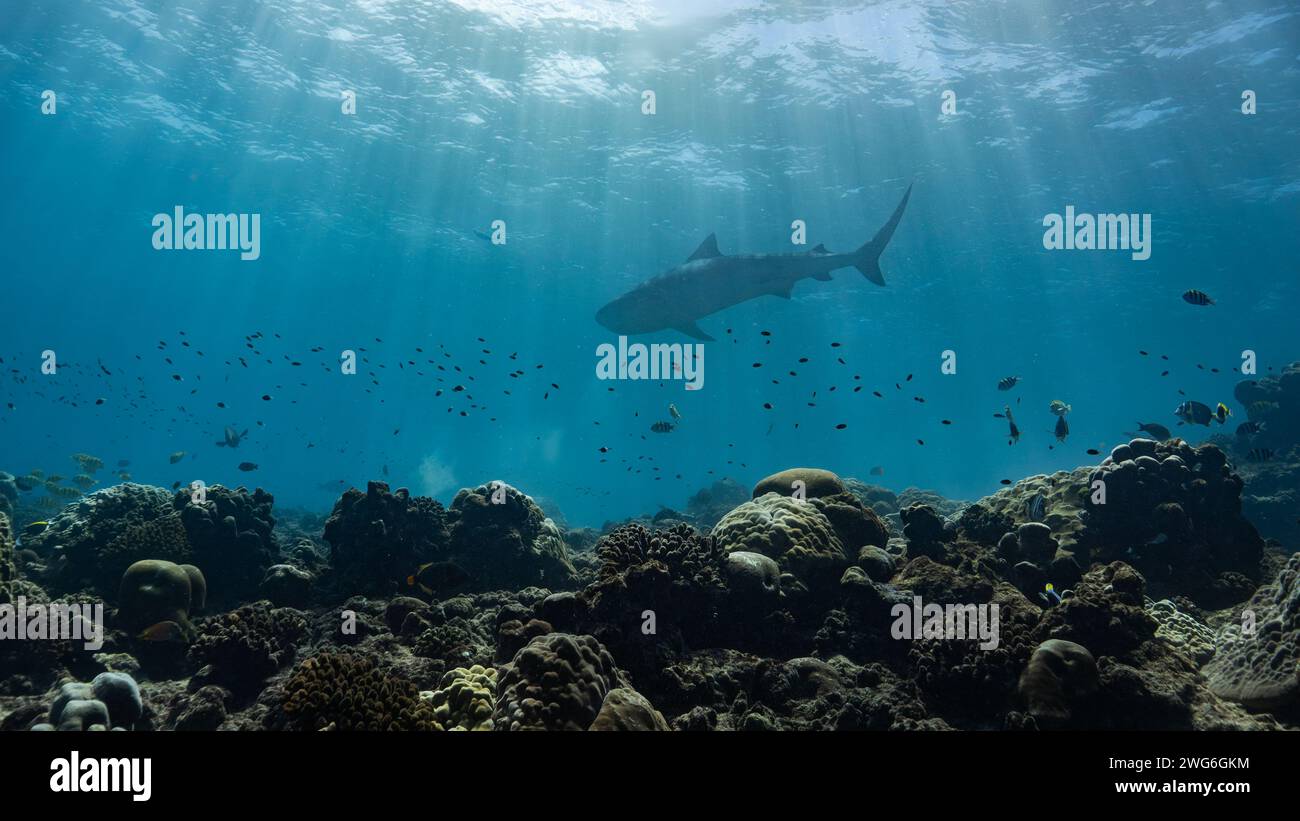 Tiger shark (Galeocerdo cuvier) patrols over the top of a shallow coral reef off the Maldivian Island of Fuvahmulah Stock Photo