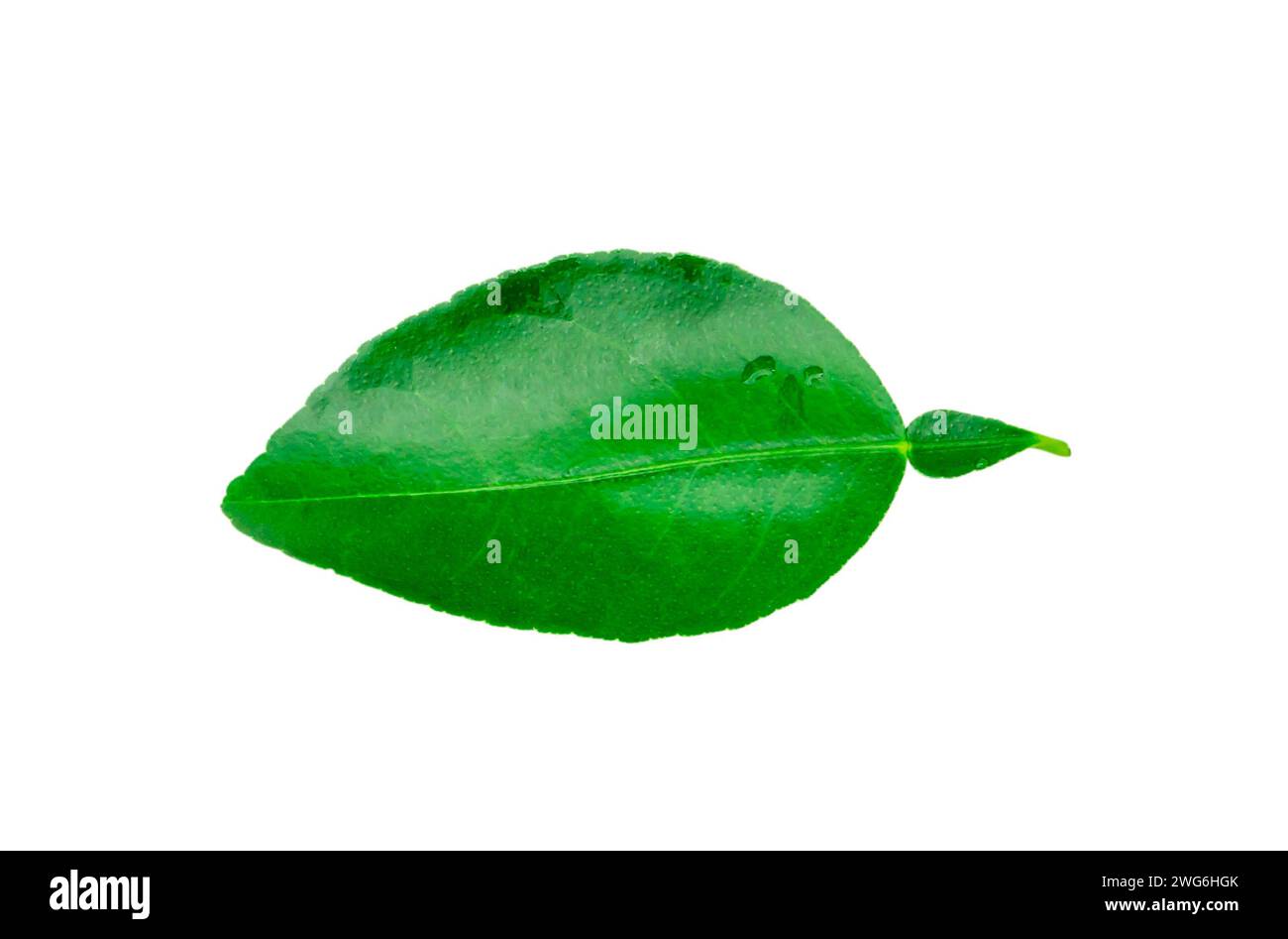 Top view of green lemon leaf is isolated on white background with clipping path. Stock Photo