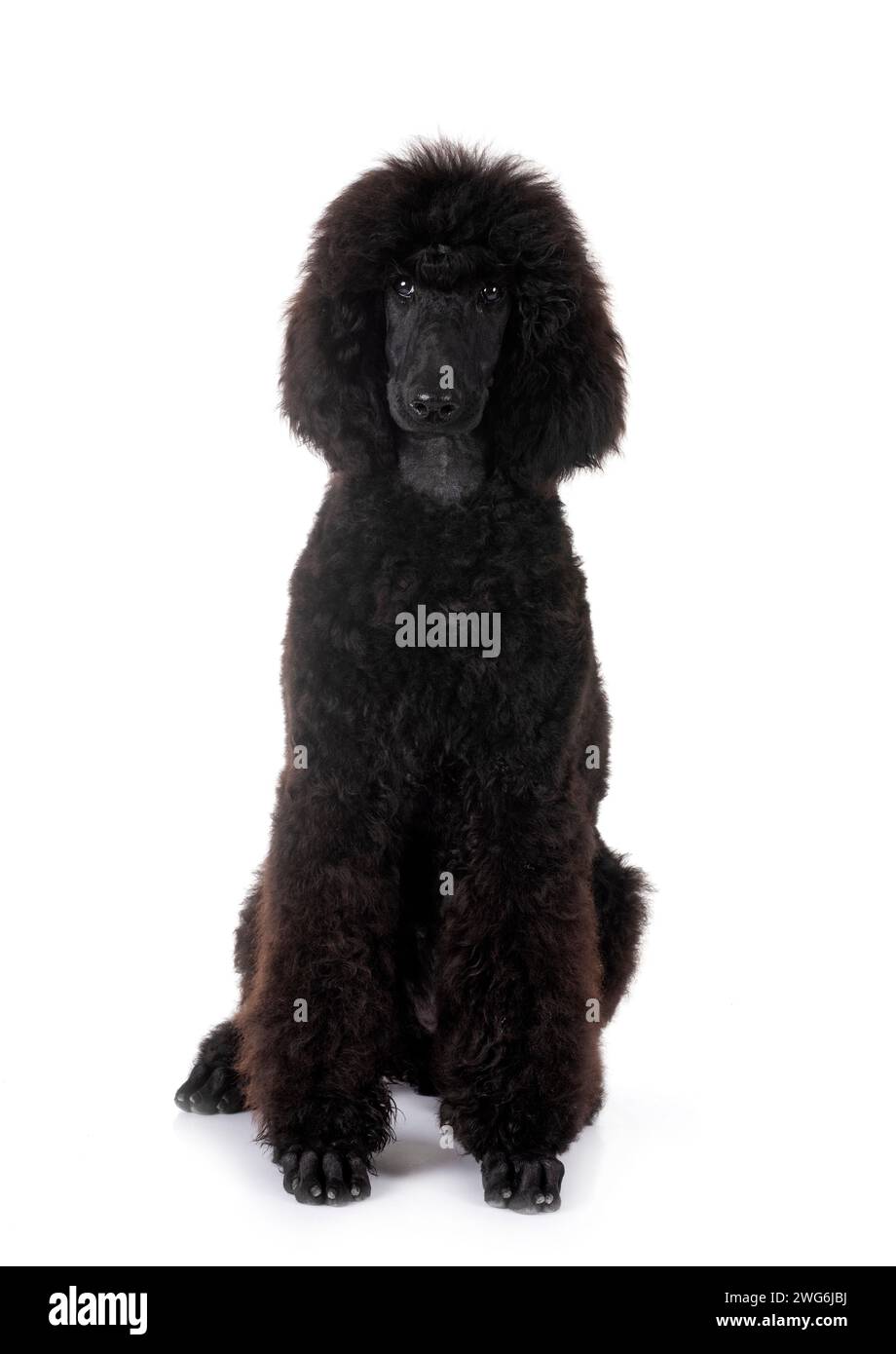 black standard poodle in front of white background Stock Photo - Alamy