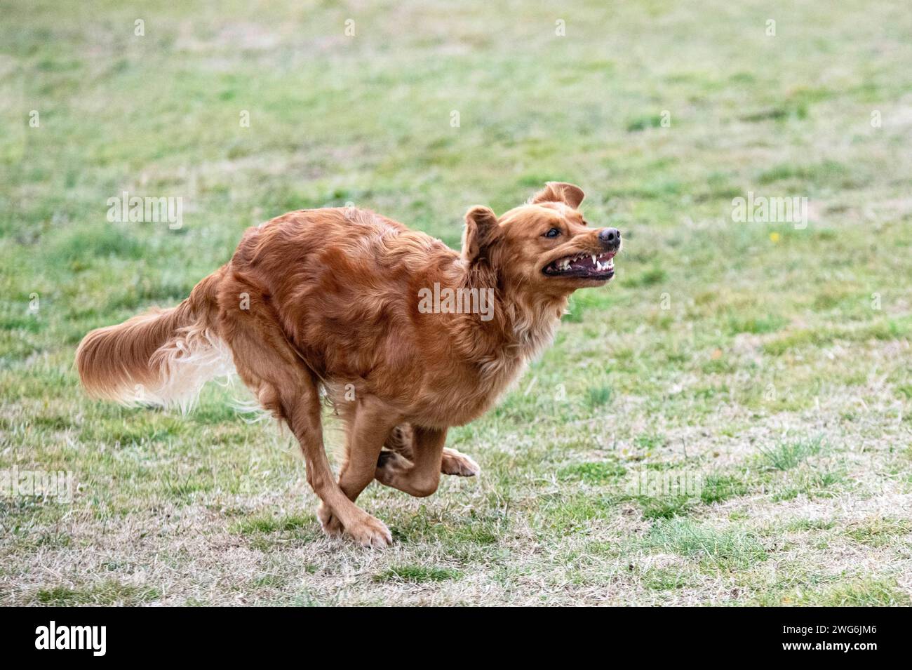 dog training for obedience discipline with a golden retriever Stock Photo Alamy