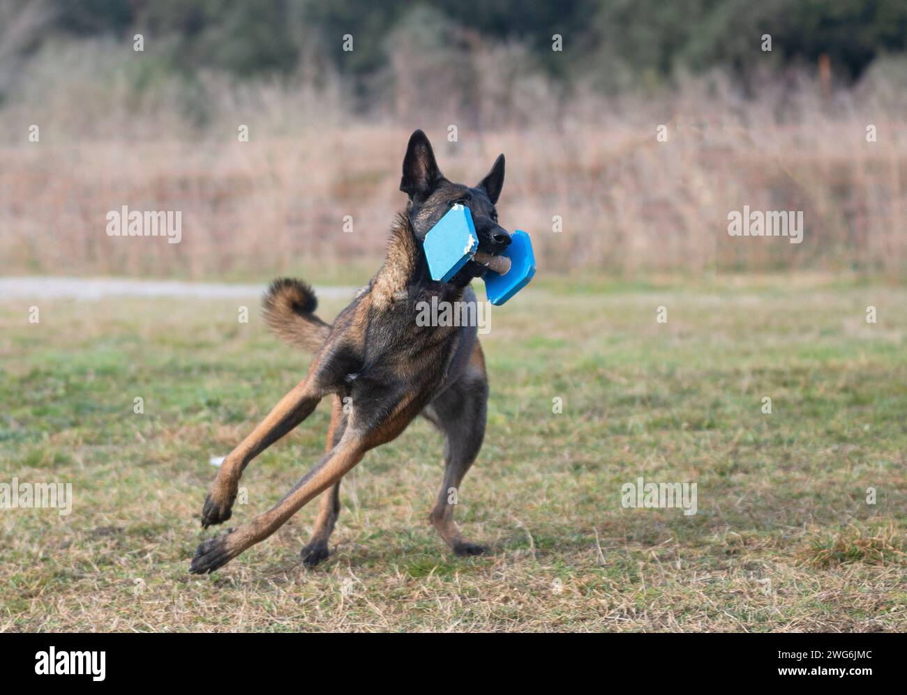 malinois  training  for obedience discipline in the nature Stock Photo