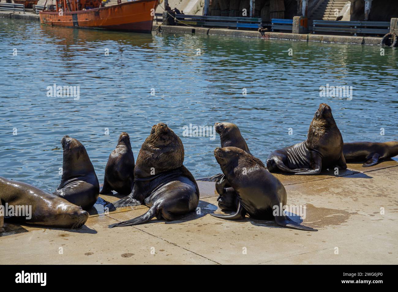 Group of sea lions resting in the port of Mar del Plata, Buenos Aires. Stock Photo