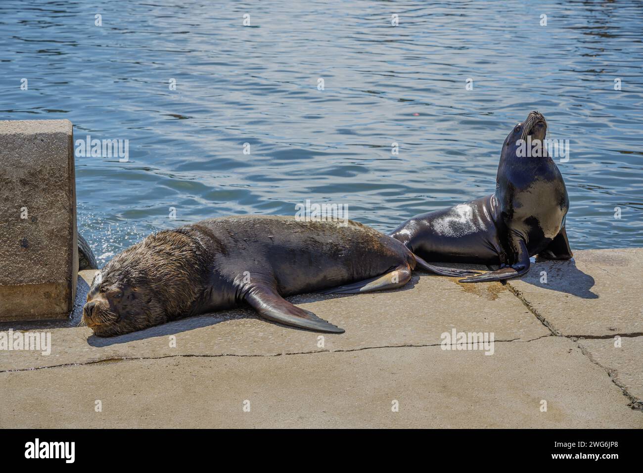 Couple of sea lions in the port of Mar del Plata, Buenos Aires. Stock Photo