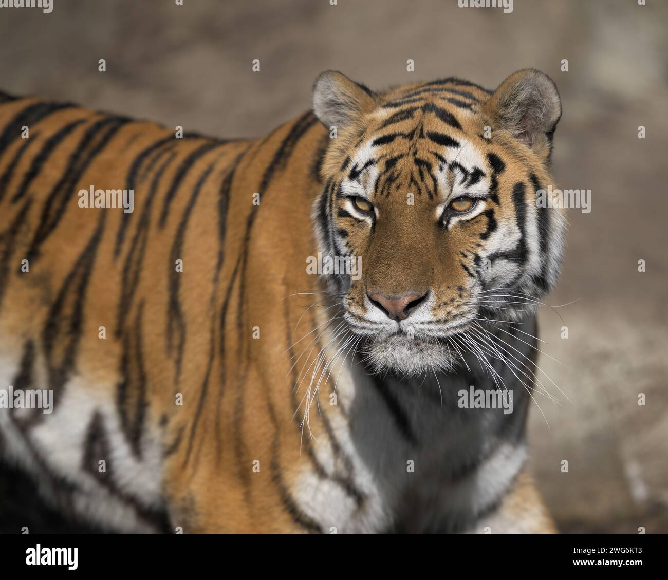 Amur tiger (Panthera tigris altaica) closeup portrait Stock Photo