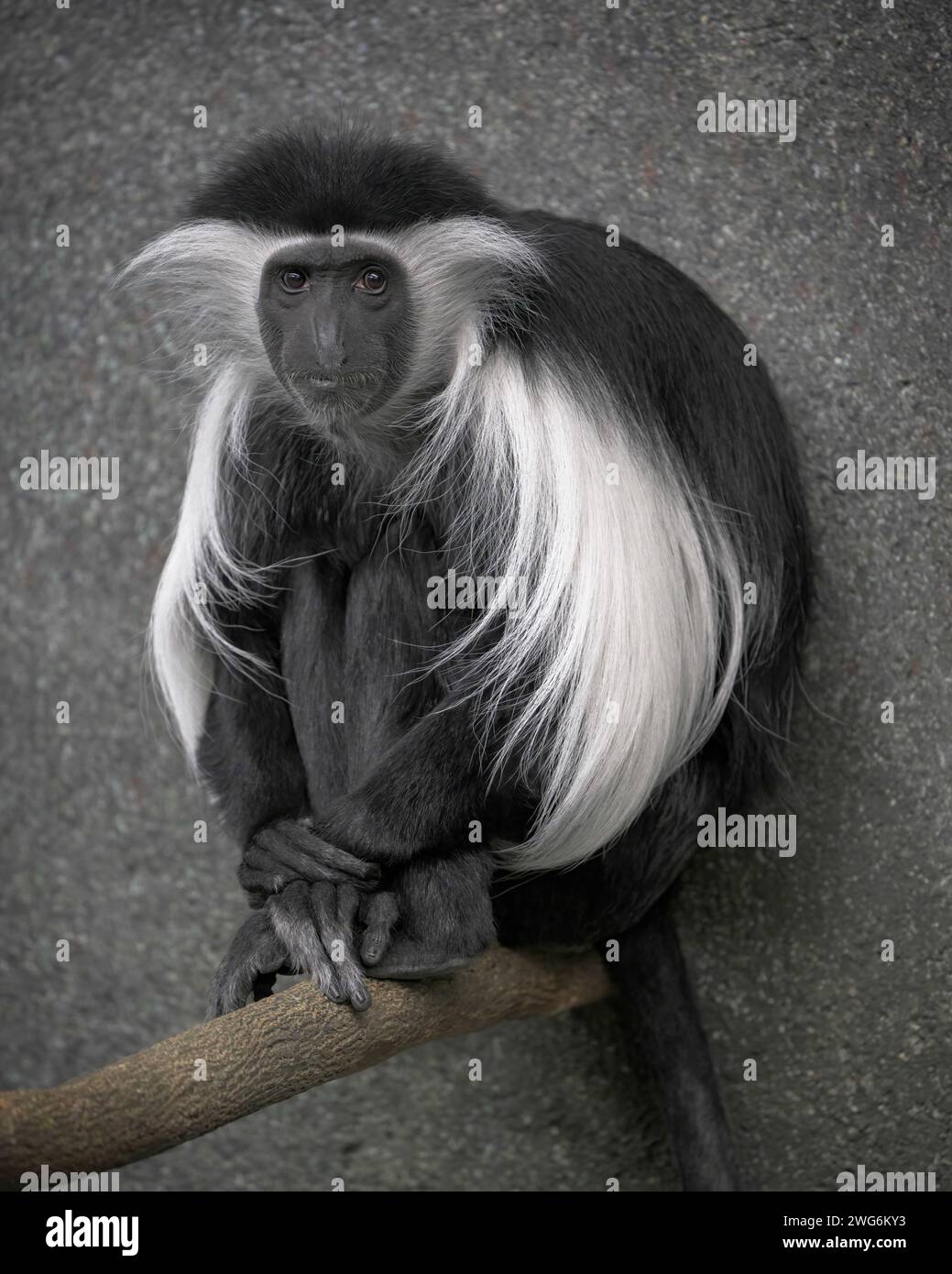 Colobus angolensis hires stock photography and images Alamy